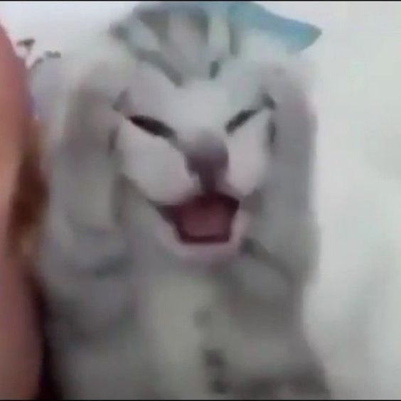 noot's profile picture