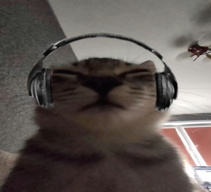 Aduals's profile picture