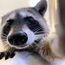 Carloto_'s profile picture